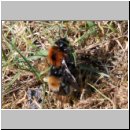 Bombus hypnorum - Baumhummel-Paarung 01a.jpg